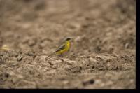 Motacilla flava