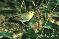 Phylloscopus sibilatrix