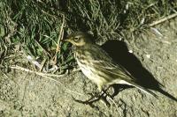 Anthus pratensis