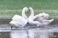 Cygnus olor