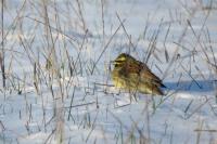 Emberiza cirlus
