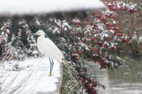 Egretta garzetta