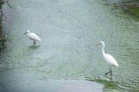 Ardea alba