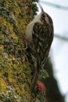Certhia brachydactyla