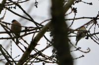 Fringilla coelebs
