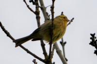 Emberiza citrinella