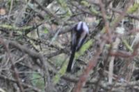 Aegithalos caudatus