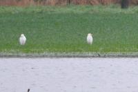 Bubulcus ibis