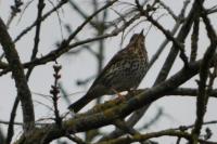 Turdus philomelos