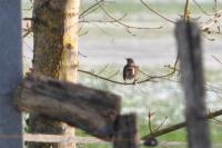 Turdus pilaris
