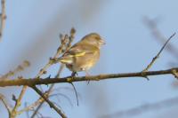 Chloris chloris