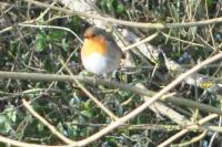 Erithacus rubecula