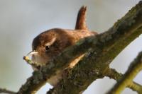 Troglodytes troglodytes