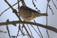 Turdus viscivorus