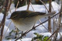 Phylloscopus collybita