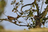 Turdus philomelos