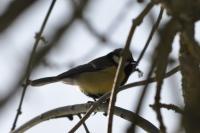 Parus major