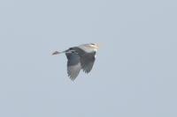 Ardea cinerea