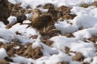 Erithacus rubecula