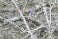 Garrulus glandarius