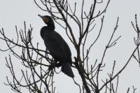 Phalacrocorax carbo