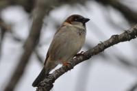 Passer domesticus