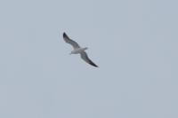 Larus fuscus