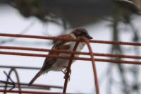Passer domesticus
