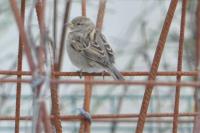 Passer domesticus
