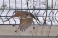 Turdus philomelos