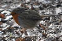 Erithacus rubecula
