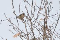 Fringilla coelebs