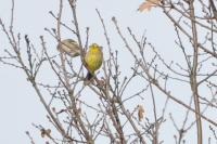 Emberiza citrinella