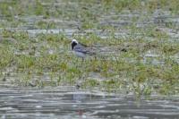 Motacilla alba