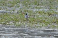 Motacilla alba