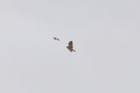 Buteo buteo