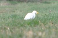 Bubulcus ibis