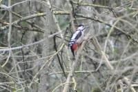 Dendrocopos major