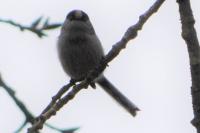 Aegithalos caudatus