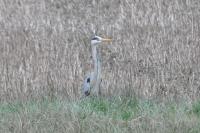 Ardea cinerea