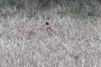 Phasianus colchicus