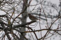 Turdus iliacus