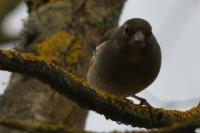 Fringilla coelebs