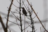 Turdus iliacus
