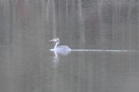 Podiceps cristatus
