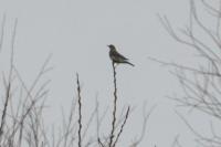 Turdus pilaris
