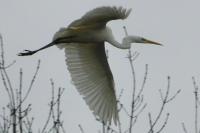 Ardea alba