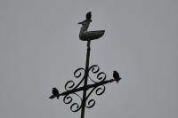 Sturnus vulgaris