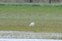 Bubulcus ibis