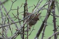 Troglodytes troglodytes